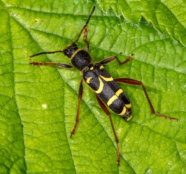 Clytus arietis