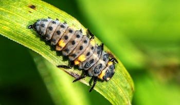 Coccinella septempunctata