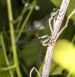 Coenagrion armatum