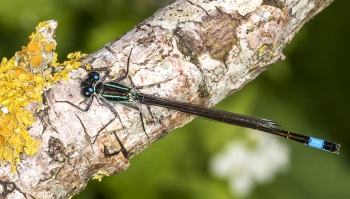 Coenagrion armatum