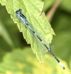 Coenagrion hastulatum