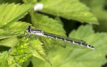 Coenagrion hastulatum