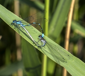 Coenagrion puella