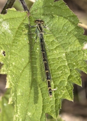 Coenagrion puella