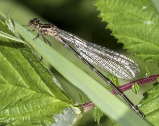 Coenagrion pulchellum