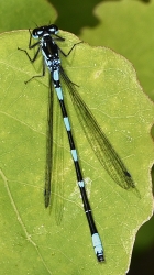 Coenagrion pulchellum