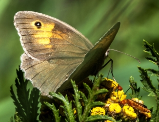 Coenonympha pamphilus