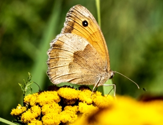 Coenonympha pamphilus