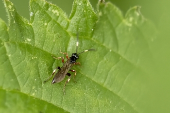 Cratichneumon spec