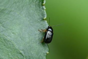 Cryptocephalus nitidus