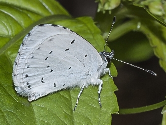 Cupida minimus