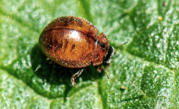 Cynegetis impunctata