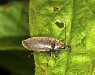 Dascillus cervinus