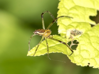 Diaea dorsata