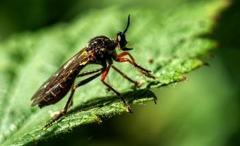 Dioctria rufipes