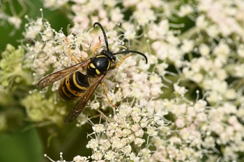 Dolichovespula saxonica