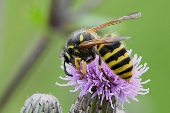 Dolichovespula sylvestris