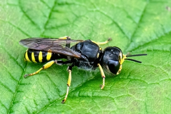 Ectemnius lapidarius