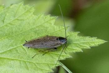 Ectobius lapponicus