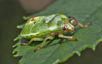 Elasmostethus interstinctus