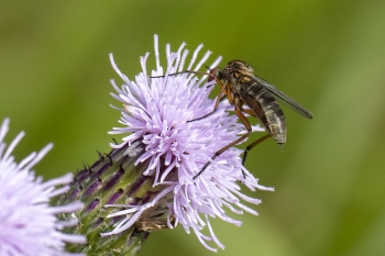 Empis livida