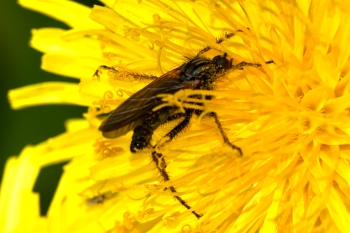 Empis opaca