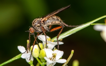 Empis tesselata