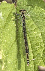 Enallagma cyathigerum