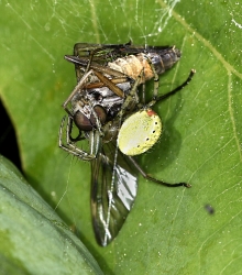 Enoplognatha ovata