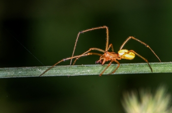 Enoplognatha spec.