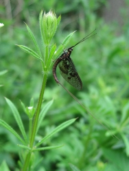 Ephemera vulgata