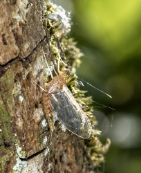 Ephemeroptera UBESTEMT