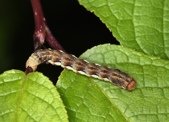 Erannis defoliaria