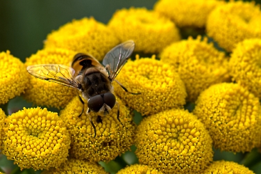 Eristalis arbustorum