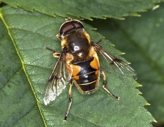 Eristalis horticola