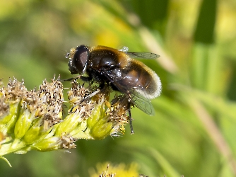 Eristalis intricaria