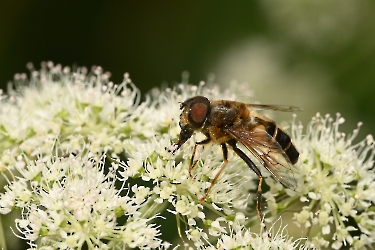 Eristalis pertinax