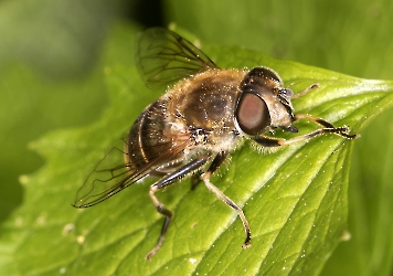 Eristalis tenax