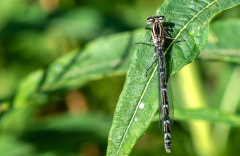 Erythromma lindenii