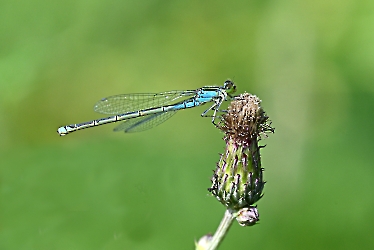 Erythromma viridulum