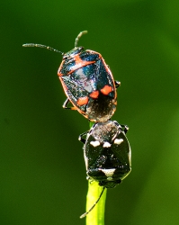 Eurydema oleracea