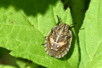 Eurygaster testudinaria