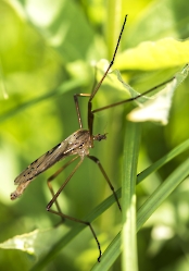 Eutonia barbipes