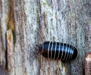 Glomeris marginata