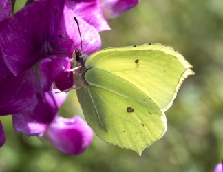 Gonepteryx rhamni