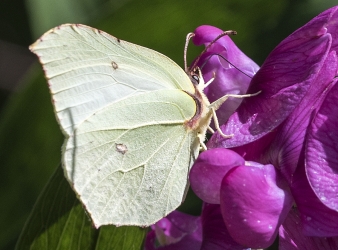 Gonepteryx rhamni