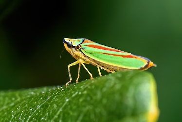 Graphocephala fennahi