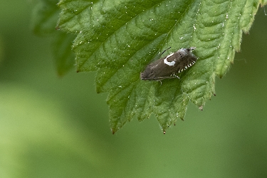 Grapholita lunulana