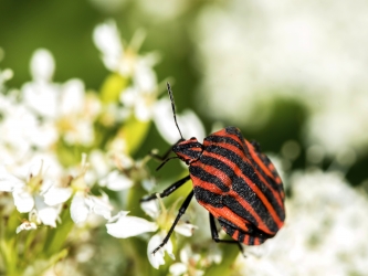 Graphosoma lineatum