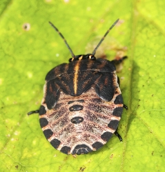 Graphosoma lineatum